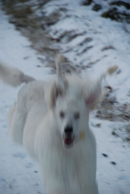 So Bonnie, out of focus and on the run!