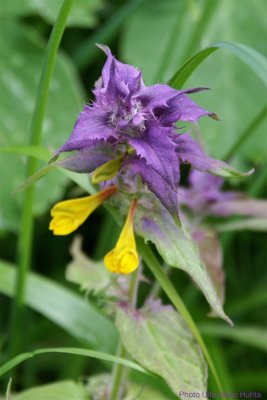 Natt och dag_Melampyrum nemorosum L_118_03_07_04_medium.jpg