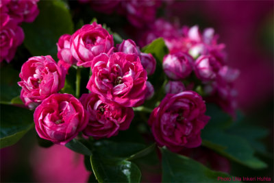 Heles rosa trd-1.jpg