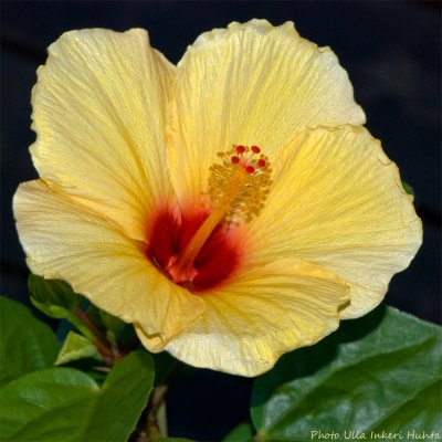 hibiscus 900.jpg