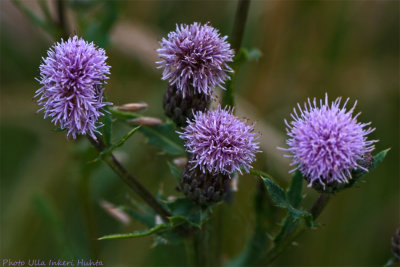 creeping thistle 700.jpg