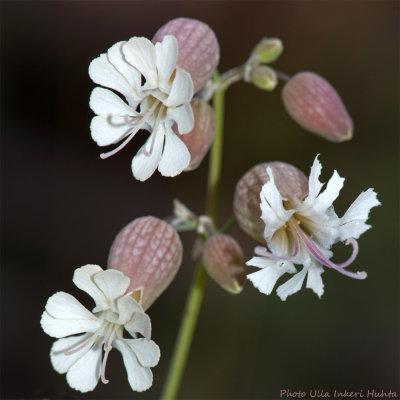 bladder campion 900.jpg