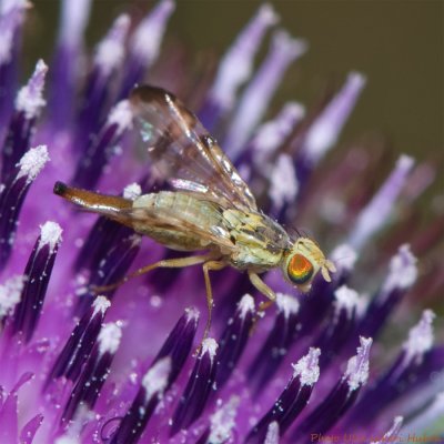 fly on thistle close up 900.jpg