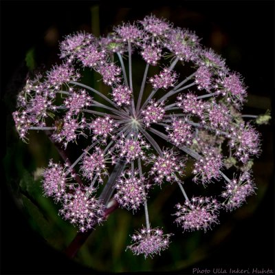 allium sphere 900.jpg