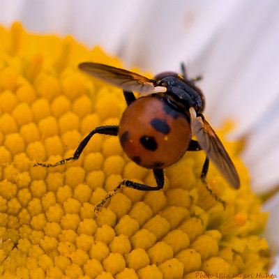 ladybird lookalike fly 3 900.jpg