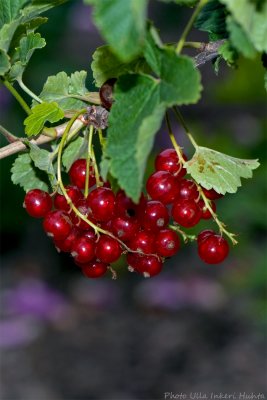 red currant 700.jpg