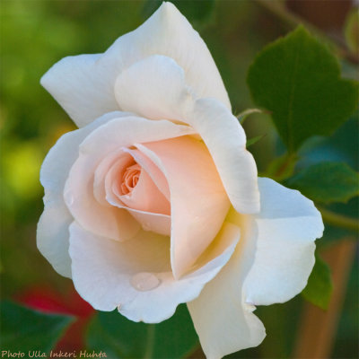 pink rose 900.jpg