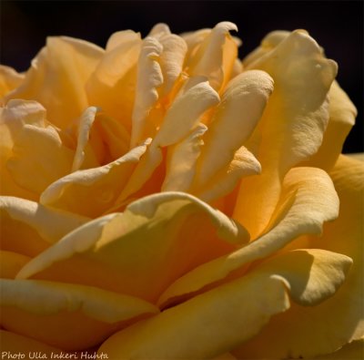 yellow rose detail 900.jpg