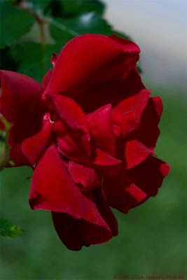 red rose 700.jpg