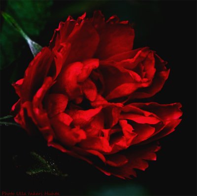 red rose solar 900.jpg