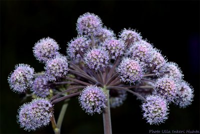 allium 2 700.jpg