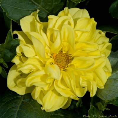 dahlia gul 900.jpg