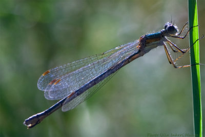 dragonfly 1 700.jpg