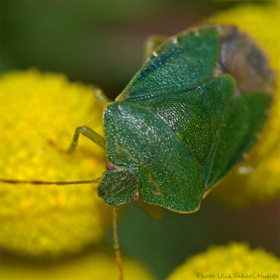 green shieldbug 900.jpg