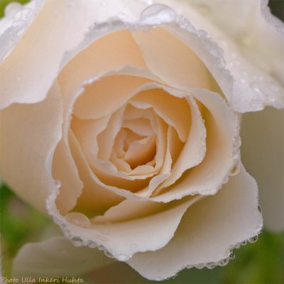 drops on pale pink rose 900.jpg