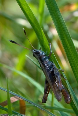 blue grasshopper 700.jpg