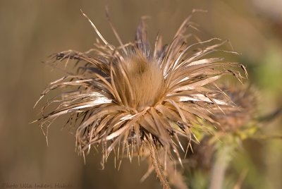 withered thistle 700.jpg