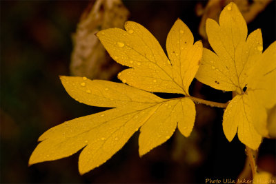 yellow leaf 1 700.jpg