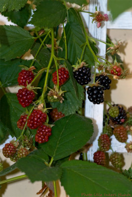blackberries 700.jpg