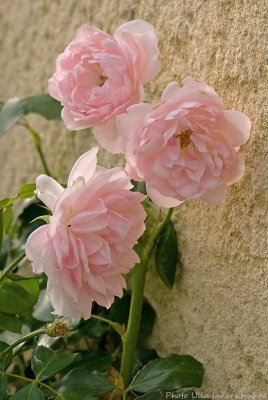 pink roses 700.jpg