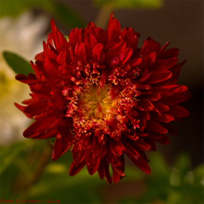 Heles dahlia eller 900.jpg