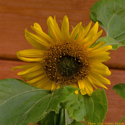 sunflower 900.jpg