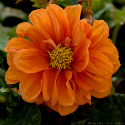 dahlia orange 900.jpg