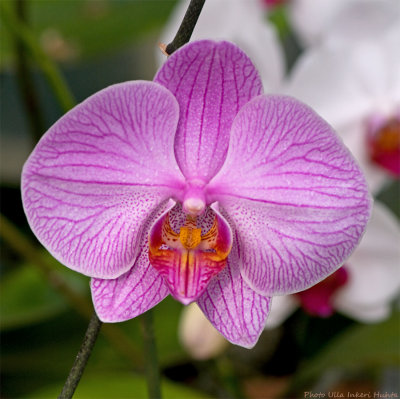 orchid 1 900.jpg