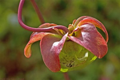 Sarracenia purpurea ssp. purpurea.jpg