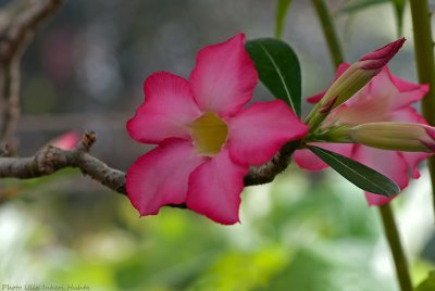 among the begonias 2 700.jpg