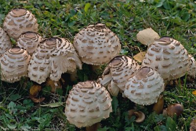 mushrooms 700.jpg