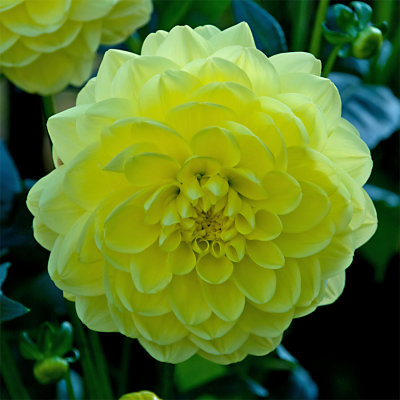 dahlia gul 2 900.jpg