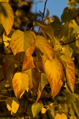 autumn leafs on lilac 700.jpg