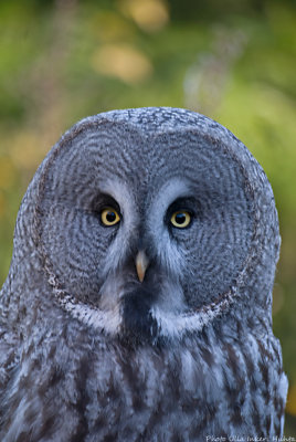 big grey owl 700.jpg