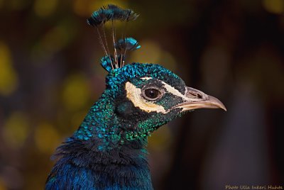peacock profile 700.jpg