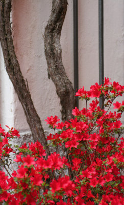 Bellagio red flowers
