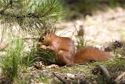  Wildlife