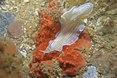 candy striped flatworm