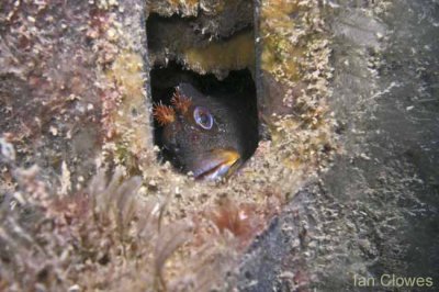 tompot blenny