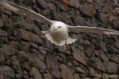 fulmar flight