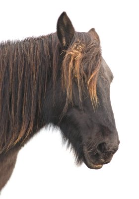 new forest pony 1