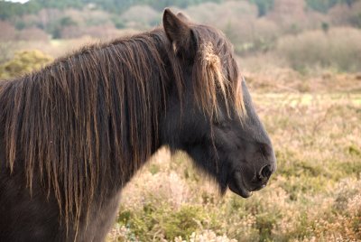 new forest pony 3