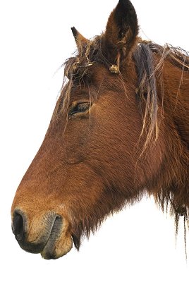 new forest pony 4