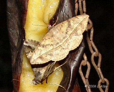 velvetbean caterpillar moth