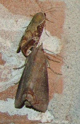 top - Magusa divaricata   bottom - Hypocala andremona