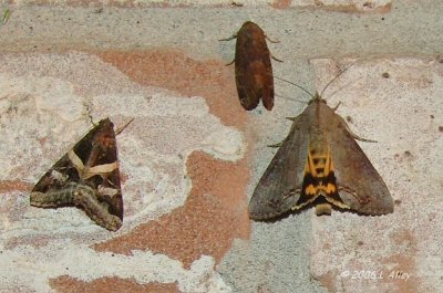 left moth: Melipotis indomita Hodges # 8600 male/right- hypocala andremona