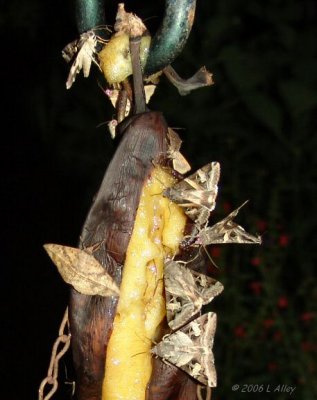 moths on banana