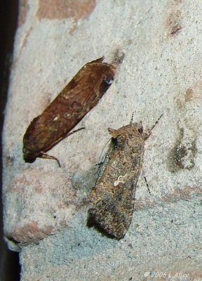 lower moth Ni Moth - Trichoplusia ni