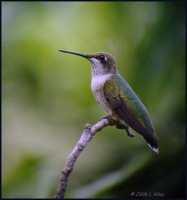 ruby throated juvenile male