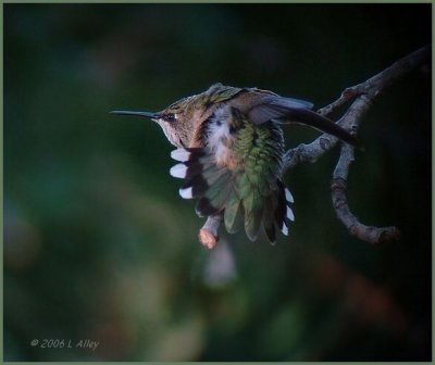 ruby throated stretch